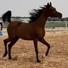 مهر واهو ابن دومنيك ام