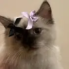 العمر 5شهور طبعها لعوبه مرحة وحنونه مره