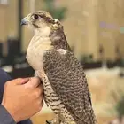 صقر لتدريب و للفعاليات والاحتفالات والتصوير