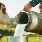 حليب بقر طازج يومي