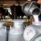 حليب أبقار طازج وطبيعي  الموقع الزلفي