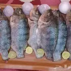 سمك بلطي