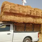 تيبن بور شقراء