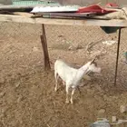 عنز للبيع