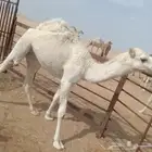 قعود 2 قصب حشو