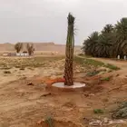 يوجدلدينا جميع انواع النخيل قلع وزرع وتوريد