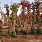 مشتل تنسيق حدائق