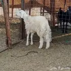 طلي حري