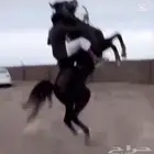 حصان شعبي شيخ