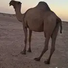 صفرا طيبه
