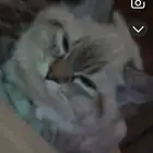بسه
