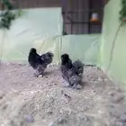 دجاج قطني أمريكي فاااخر