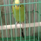 ذكر ابادجي للبيع