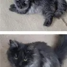 قطه البيع القطه نضيفه وماخذه اططعيمه الاوله