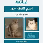 قطة مفقودة