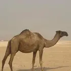 ناقه عشرا طيبه تحتها قعود طيب ست شهور الخفجي