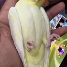 ---   للبيع طير كروان أنثى جاهزة للتزاوج   النوع  كروان (