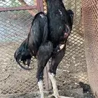 ذكور المانيه