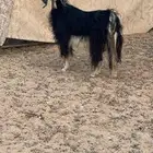 عنز عارضيه مقنوي دافع