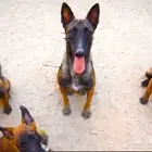 اقوى جراوي مالينو متوفر ذكور