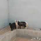 شاه مهجن حري مع نجند حايل الون اسود