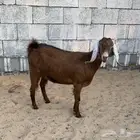 جفره حمراء دافع