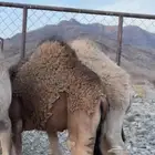 قعدان على الحليب