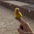 روز محجل أليف هدد خارجي (تم البيع)