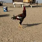دجاج سندي