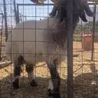 خروف فحل صنف