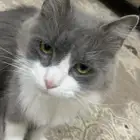 قط ضايع
