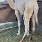 قعدان للبيع مغلقة موقع نجران