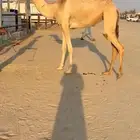 بكره كفو بنت جلمود بن شفيان هجن