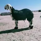 خروف نجدي شرط طعم ونظافه ناهي