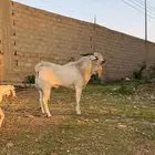 خمس معزا مطورات وجنوبية مع فحل منتج