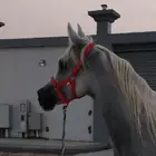 النوع فرس شعبيه