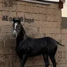 مهر شعبي طيب