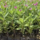 شتلات زراعية البيع جملة فقط