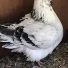 ذكر فريش