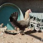 دجاجه عندها صيصان