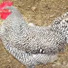 ديوك امروك