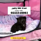 فندقة قطط وطيور 6061 24 0555 شاهد التقييمات