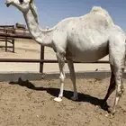 للبيع القحه الكفو مشروطه