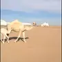 خلفه وضحا 