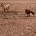للبيع قزميات