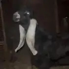 تيس جذع عارضي