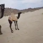 خلفه