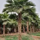 نخل واشنطني وشنطن واشنطونيا زينه للبيع