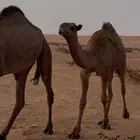 بكره شعلا