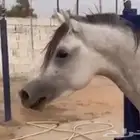 حصان شعبي